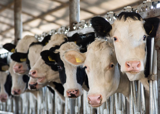 En una granja de vacas - foto de stock