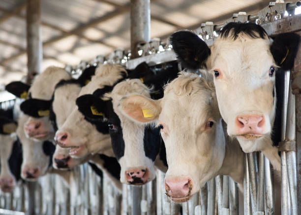 Vacas em uma exploração - fotografia de stock