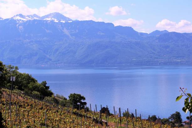 istock switzerland - terraces de lavaux 638703072