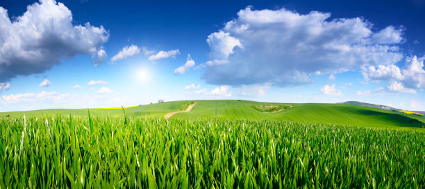 istock Blue sky over field of wheat 638703548