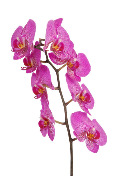 istock Purple orchid flower (Clipping path) 638703562