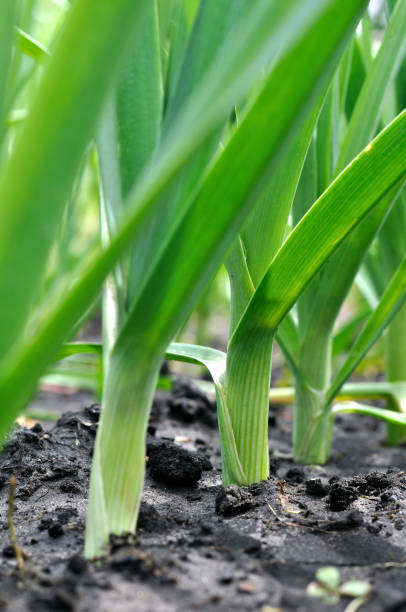 istock organically cultivated leek plantation 638704192