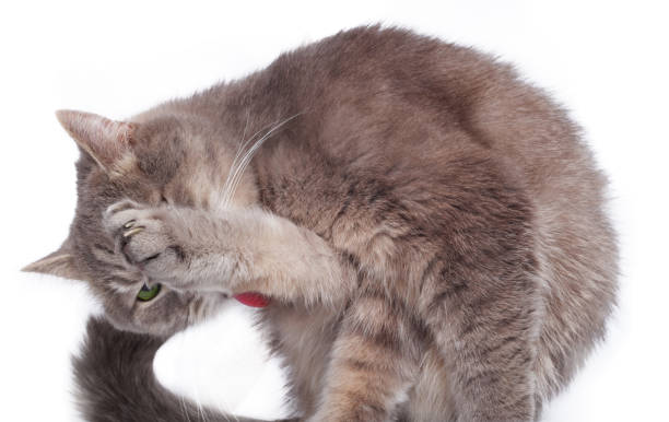 el gato estaba doblado y lame una pierna de entorpe - hinder fotografías e imágenes de stock