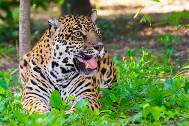istock Spotted female jaguar 638705154
