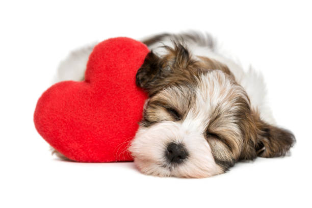 chiot havanese amoureux rêvant avec un cœur rouge - valentines day friendship puppy small photos et images de collection