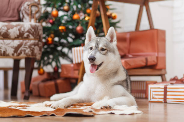 istock Dog Siberian Husky near Christmas tree 638706690