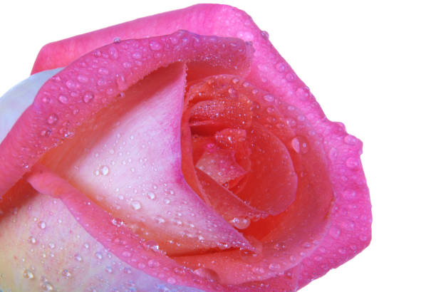 istock Pink rose close up with dew 638706778
