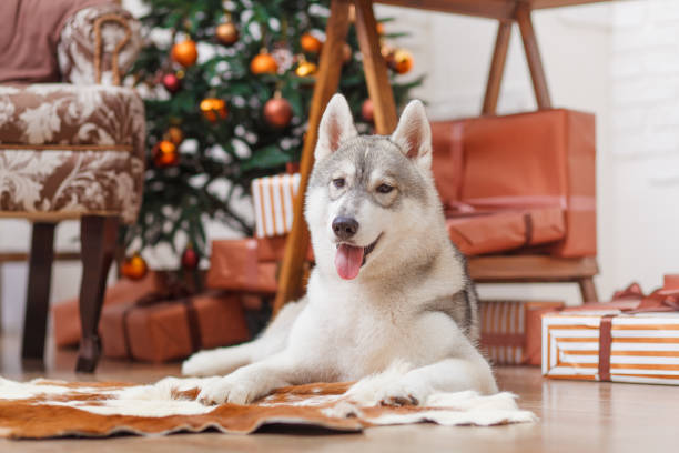 istock Dog Siberian Husky near Christmas tree 638706932
