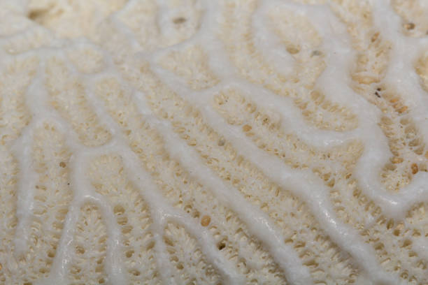 istock Close-up of Coral Texture 638707628