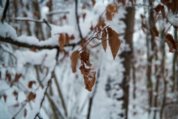 istock Leaves in winter covered in snow 638707780