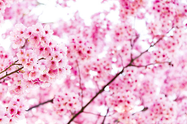 istock Vibrant Color of Pink Cherry Blossom in Spring 638707786