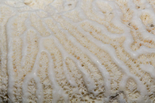 istock Close-up of Coral Texture 638707858