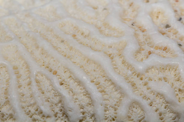 istock Close-up of Coral Texture 638708110