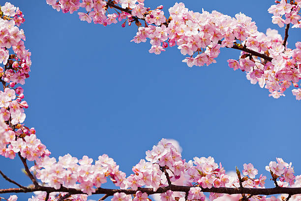 istock Pink Cherry Blossom Against Clear Blue Sky 638708454