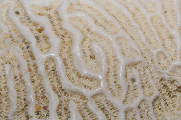 istock Close-up of Coral Texture 638709330