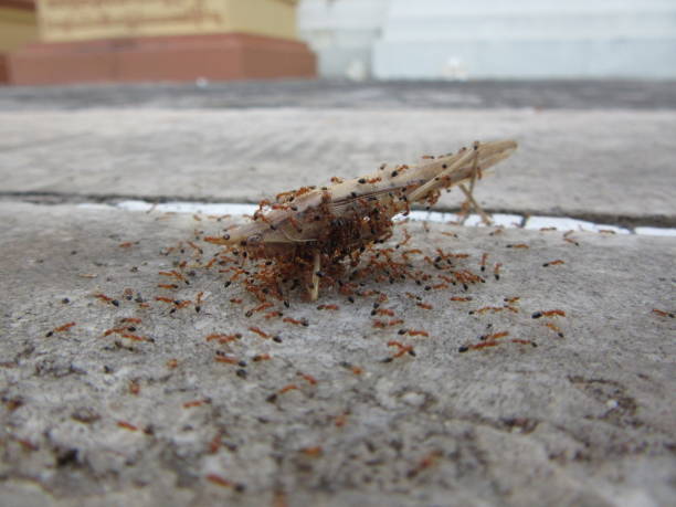 Ants Devouring Grasshopper stock photo