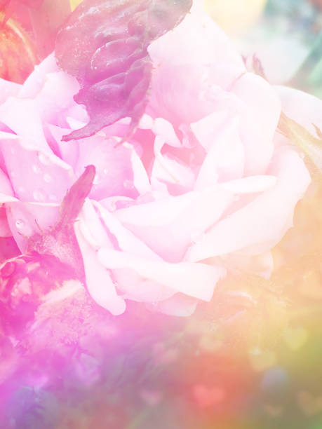istock Beautiful pink rose bokeh effect background 638712580