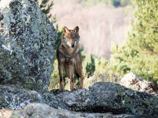 istock Iberian wolf (Canis lupus signatus) over a rock 638712826