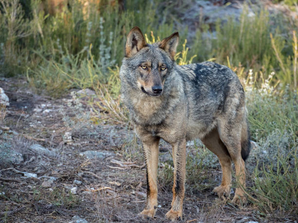 istock Iberian female wolf in the forest 638712828
