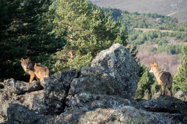 istock Couple of iberian wolves (Canis lupus signatus) on 638712858