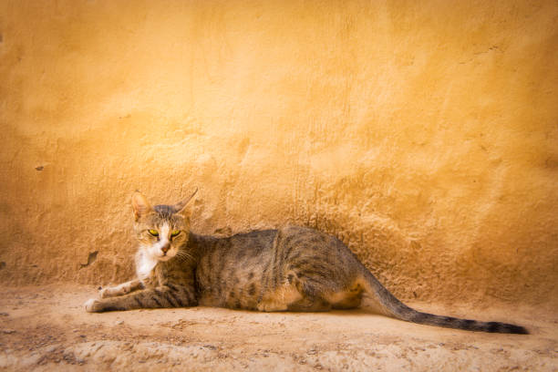 The cat is a domestic species of small carnivorous mammal. It is the only domesticated species in the family Felidae and is commonly referred to as the domestic cat or house cat to distinguish it from the wild members of the family.