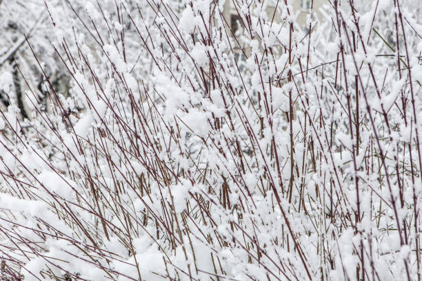 istock Branch covered with snow after snowfall close up 638716740