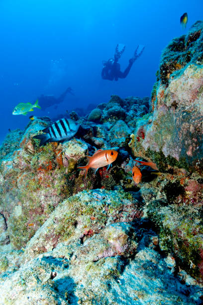 Coral Reef in Aruba stock photo