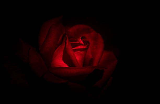 rosa astratta con sfondo nero - close to moving up single flower flower foto e immagini stock