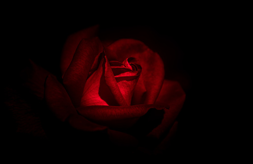 Abstract Rose with Black background