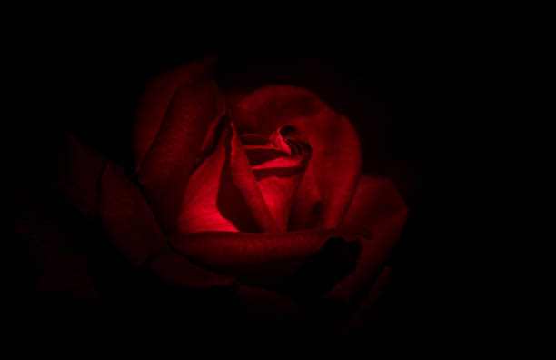 abstract rose with black background - close to moving up single flower flower imagens e fotografias de stock