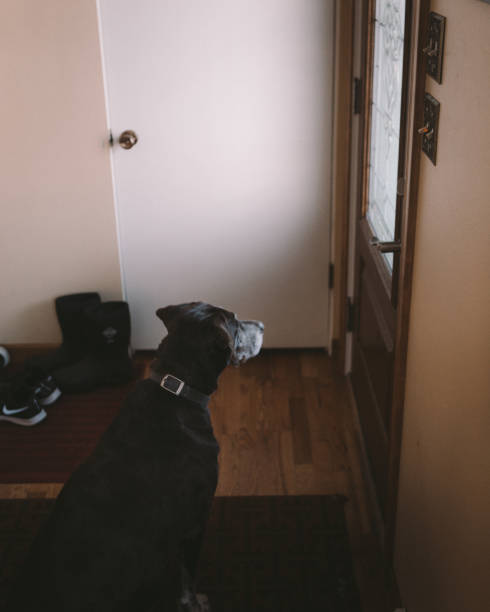 istock Dog waiting for owner to come home 638718912