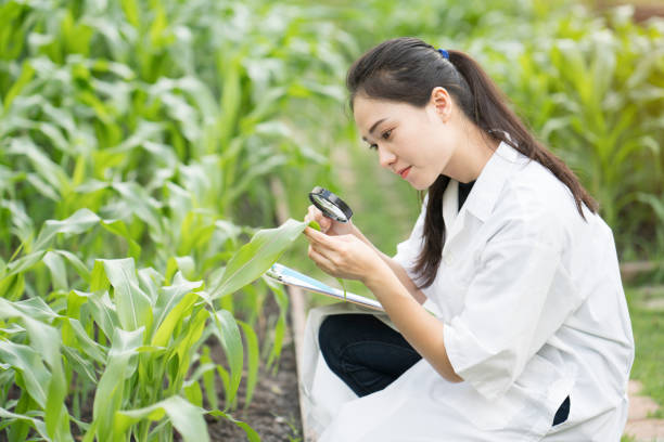 biotechnologia kobieta inżynier analizy liści roślin na choroby - corn corn crop field stem zdjęcia i obrazy z banku zdjęć