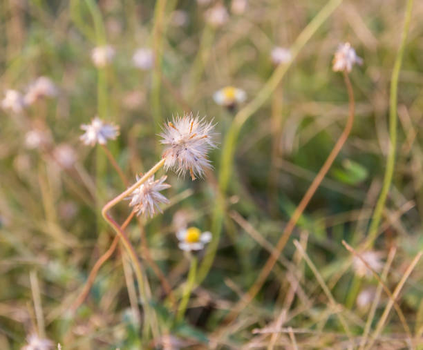 istock Close up dry grass flower 638722102