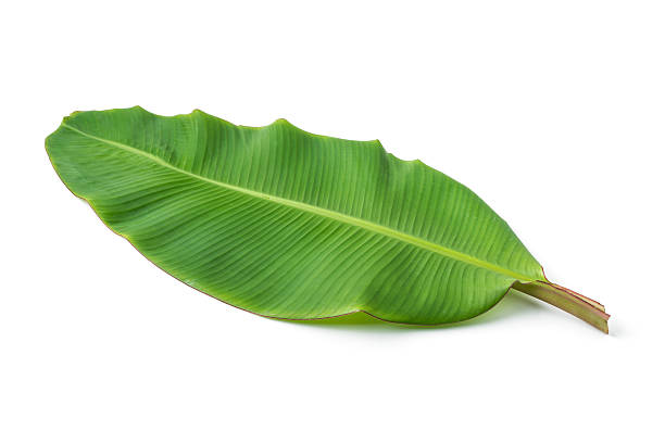 istock banana leaf isolated on white background 638722884