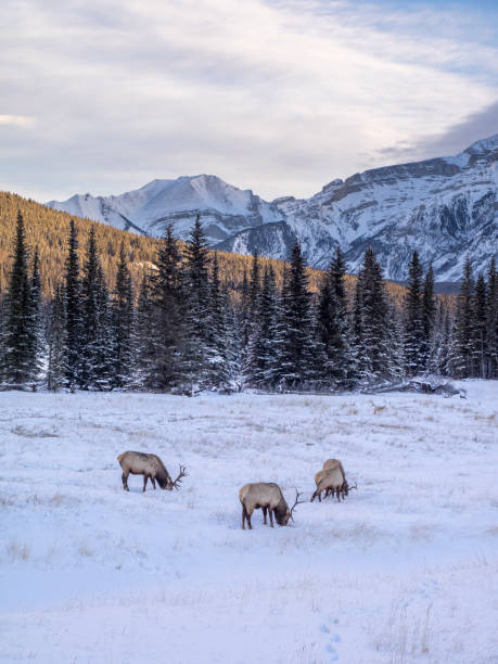 istock Elk in Banff National Park 638722886