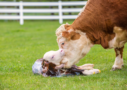 Close-up view of a brown and white Hereford cow licking her newborn calf. The calf is lifting his head up and is still partially covered in the amniotic sac. The calf's tongue can be seen licking off the calf.