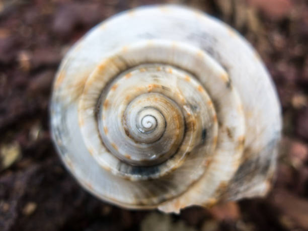 istock Spiral Shell Snail Slug Crustacean Symmetry Pattern 638724164