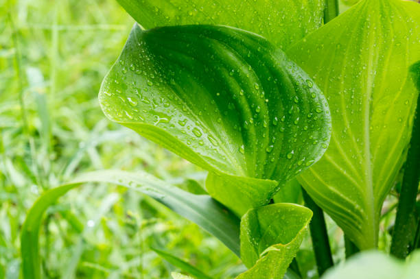 istock fresh water droplets on leaf close up 638724174