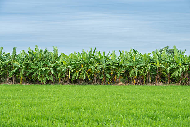 banana plantations