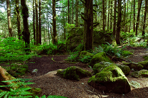 Vancouver, Canada - June 6, 2015: Rain forest in summer.