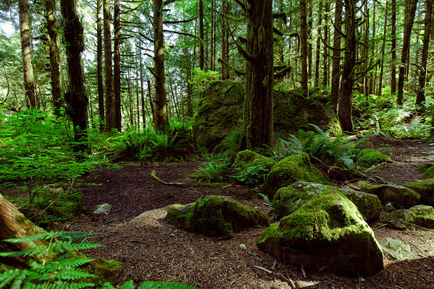 Photo of Rain forest in summer in Vancouver