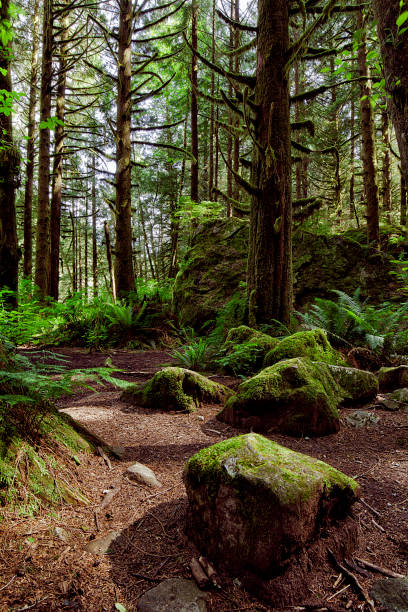 istock Rain forest in summer in Vancouver 638725378