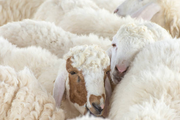 istock Sheep family in a farm 638726562