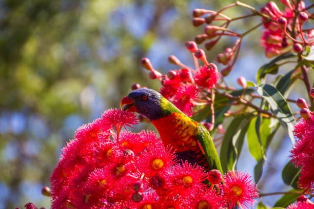istock Lorikeet in Flowering Gum 638727598