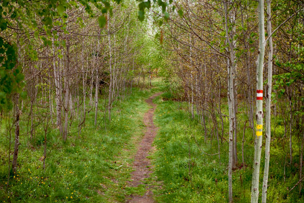 istock Hiking trail in the  forest 638728210