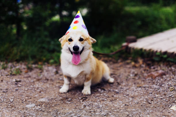 istock Corgi dog weaaring fancy cap 638729466