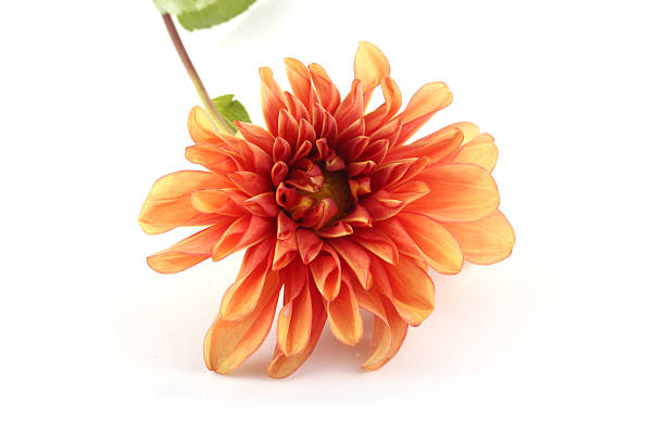 istock Orange dahlia flower 638729514