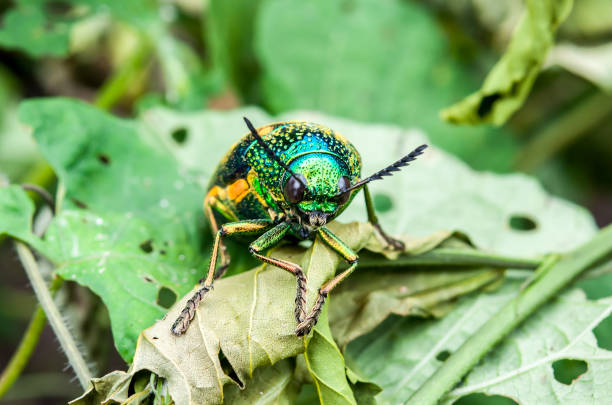 istock Jewel beetle, Metallic wood-boring beetle, Buprestid on leaf 638729814