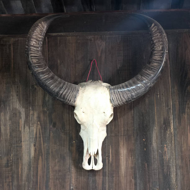 istock Head Shull of Bull on the Wall 638729878