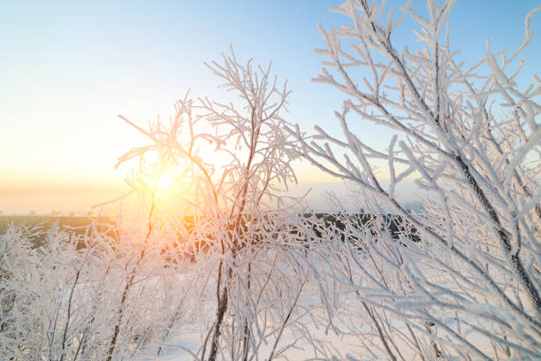 istock Branches bushes covered with hoarfrost fluffy. 638730602